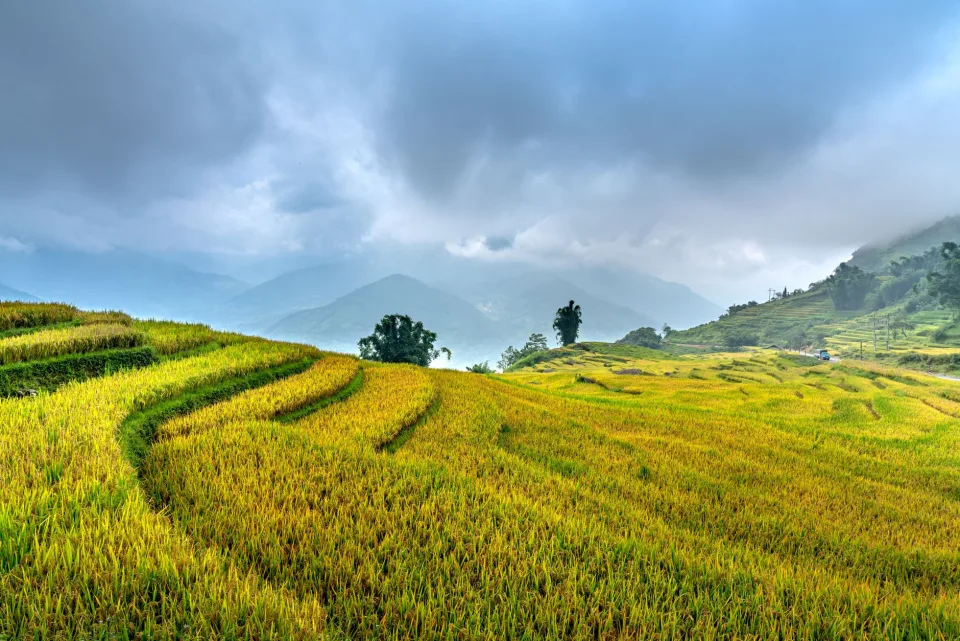 Kho gạo của Nguyễn Phước Thạnh